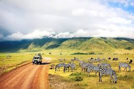 Ngorongoro