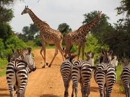Serengeti NP